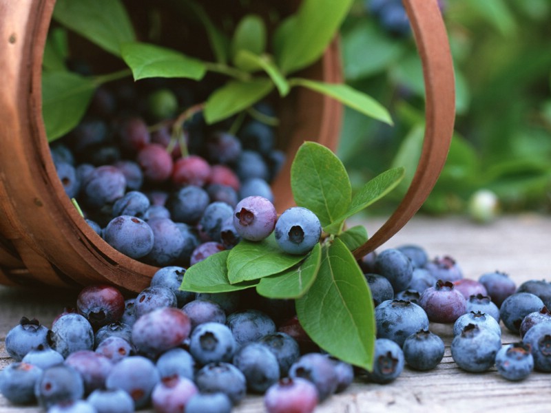 硕果累累 蓝莓篇 水果 蓝莓图片壁纸 Stock Photographs of Blueberries壁纸 硕果累累蓝莓篇壁纸 硕果累累蓝莓篇图片 硕果累累蓝莓篇素材 摄影壁纸 摄影图库 摄影图片素材桌面壁纸