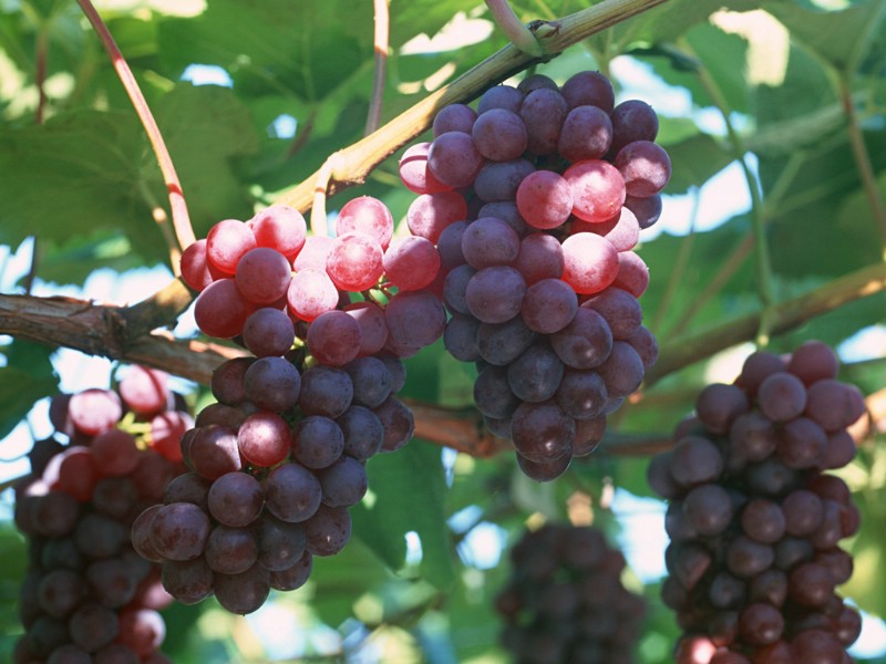 硕果累累 葡萄篇 葡萄树上的葡萄图片Stock Photographs of Fresh grapes壁纸 硕果累累葡萄篇壁纸 硕果累累葡萄篇图片 硕果累累葡萄篇素材 摄影壁纸 摄影图库 摄影图片素材桌面壁纸