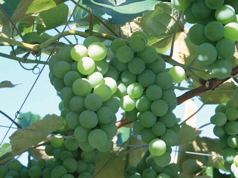 硕果累累 葡萄篇 葡萄树上的青葡萄图片Stock Photographs of Fresh grapes壁纸 硕果累累葡萄篇壁纸 硕果累累葡萄篇图片 硕果累累葡萄篇素材 摄影壁纸 摄影图库 摄影图片素材桌面壁纸