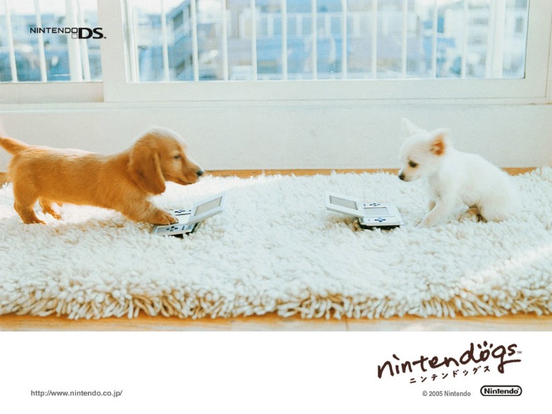 游戏 任天狗 壁纸 任天狗 游戏壁纸 Nintendo game Nintendogs Wallpaper壁纸 《Nintendogs任天狗》游戏壁纸壁纸 《Nintendogs任天狗》游戏壁纸图片 《Nintendogs任天狗》游戏壁纸素材 游戏壁纸 游戏图库 游戏图片素材桌面壁纸