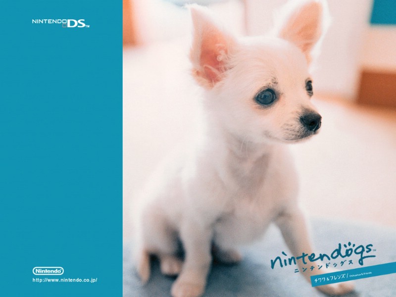 游戏 任天狗 壁纸 任天狗 游戏壁纸 Nintendo game Nintendogs Wallpaper壁纸 《Nintendogs任天狗》游戏壁纸壁纸 《Nintendogs任天狗》游戏壁纸图片 《Nintendogs任天狗》游戏壁纸素材 游戏壁纸 游戏图库 游戏图片素材桌面壁纸