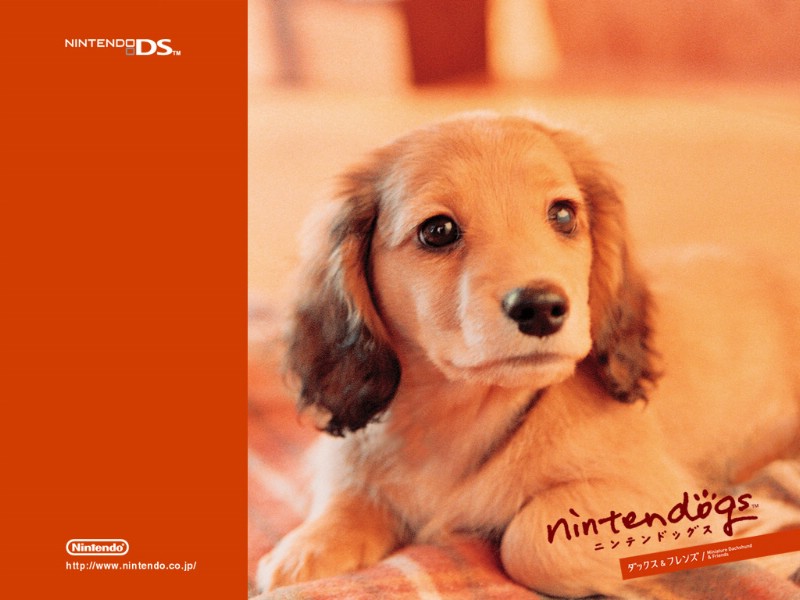 游戏 任天狗 壁纸 任天狗 游戏壁纸 Nintendo game Nintendogs Wallpaper壁纸 《Nintendogs任天狗》游戏壁纸壁纸 《Nintendogs任天狗》游戏壁纸图片 《Nintendogs任天狗》游戏壁纸素材 游戏壁纸 游戏图库 游戏图片素材桌面壁纸