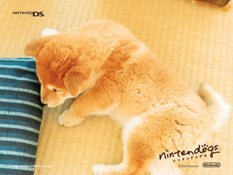 游戏 任天狗 壁纸 任天狗 游戏壁纸 Nintendo game Nintendogs Wallpaper壁纸 《Nintendogs任天狗》游戏壁纸壁纸 《Nintendogs任天狗》游戏壁纸图片 《Nintendogs任天狗》游戏壁纸素材 游戏壁纸 游戏图库 游戏图片素材桌面壁纸