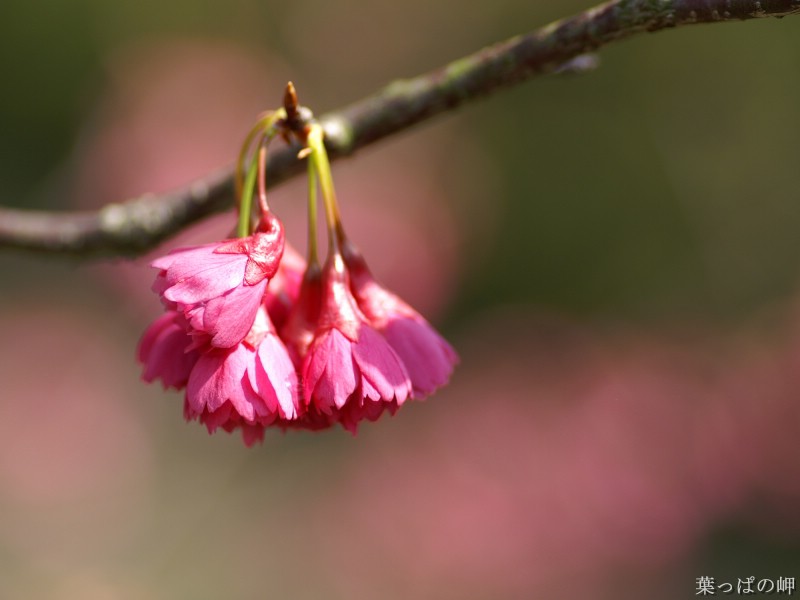 春之追寻 个人花卉摄影壁纸上集壁纸 春之追寻：个人花卉摄影壁纸上集壁纸 春之追寻：个人花卉摄影壁纸上集图片 春之追寻：个人花卉摄影壁纸上集素材 植物壁纸 植物图库 植物图片素材桌面壁纸