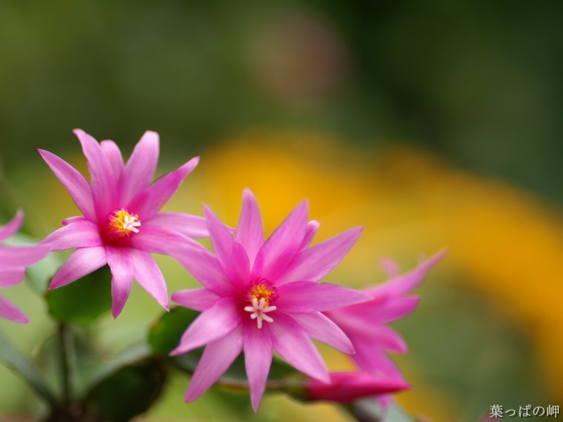 春之追寻 个人花卉摄影壁纸上集壁纸 春之追寻：个人花卉摄影壁纸上集壁纸 春之追寻：个人花卉摄影壁纸上集图片 春之追寻：个人花卉摄影壁纸上集素材 植物壁纸 植物图库 植物图片素材桌面壁纸