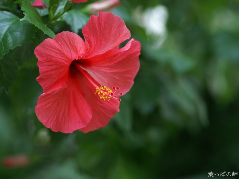 花卉摄影壁纸壁纸 花卉摄影壁纸壁纸 花卉摄影壁纸图片 花卉摄影壁纸素材 植物壁纸 植物图库 植物图片素材桌面壁纸