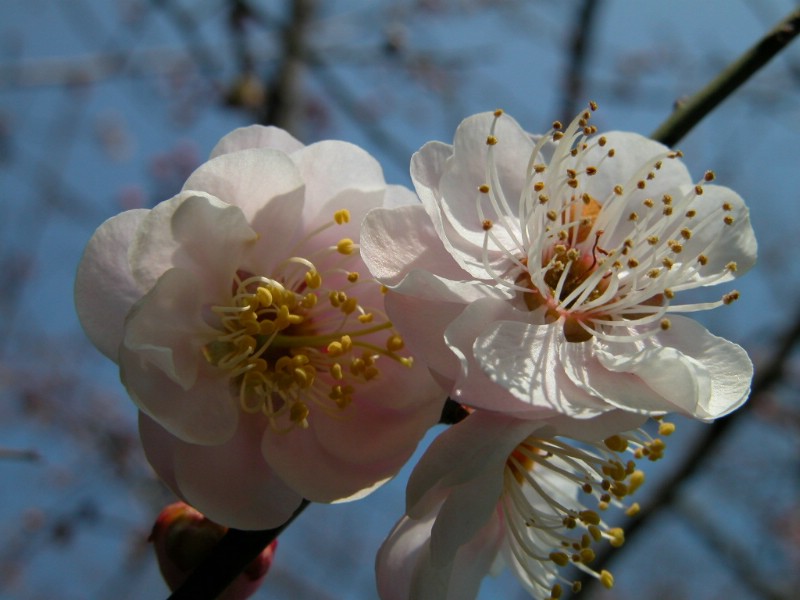 梅花壁纸 梅花壁纸 梅花图片 梅花素材 植物壁纸 植物图库 植物图片素材桌面壁纸