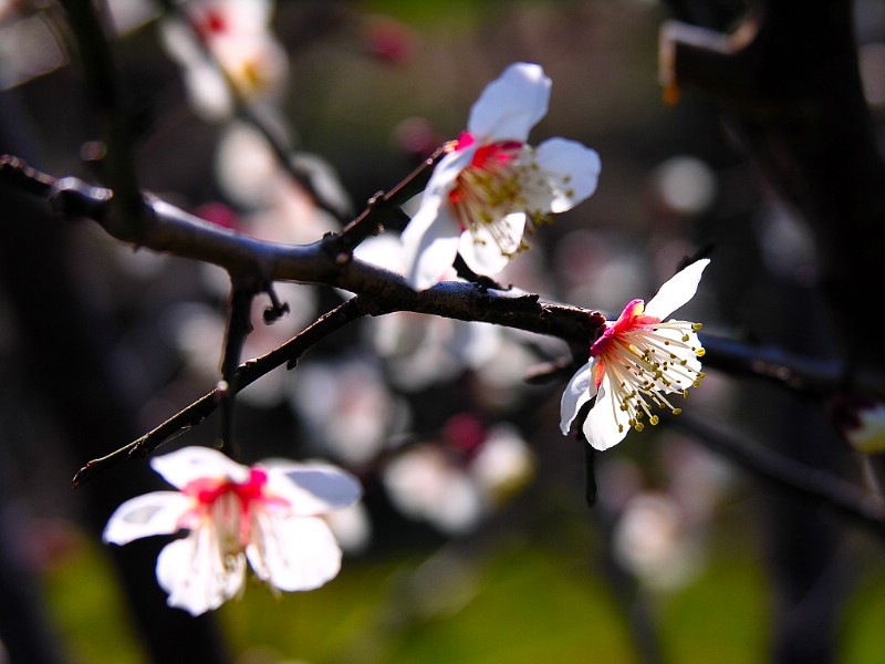 梅花壁纸 梅花壁纸 梅花图片 梅花素材 植物壁纸 植物图库 植物图片素材桌面壁纸