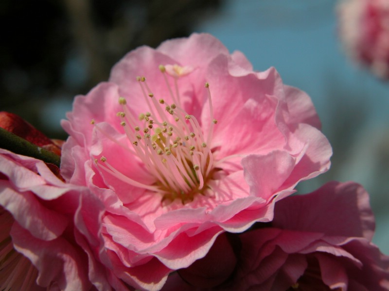 梅花壁纸 梅花壁纸 梅花图片 梅花素材 植物壁纸 植物图库 植物图片素材桌面壁纸