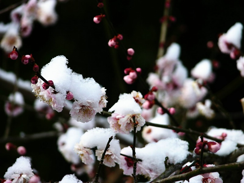 梅花壁纸 梅花壁纸 梅花图片 梅花素材 植物壁纸 植物图库 植物图片素材桌面壁纸