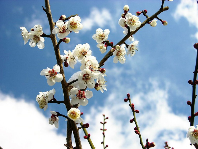 梅花壁纸 梅花壁纸 梅花图片 梅花素材 植物壁纸 植物图库 植物图片素材桌面壁纸