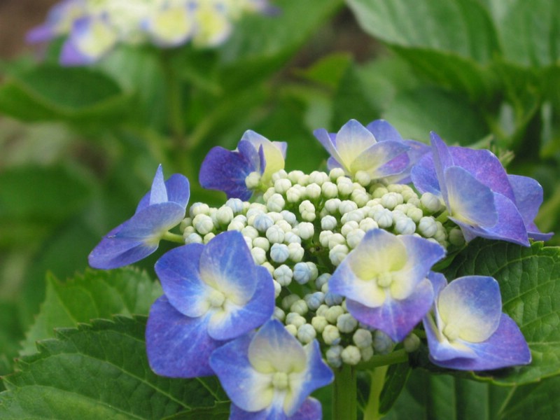 绣球花壁纸 绣球花壁纸 绣球花图片 绣球花素材 植物壁纸 植物图库 植物图片素材桌面壁纸