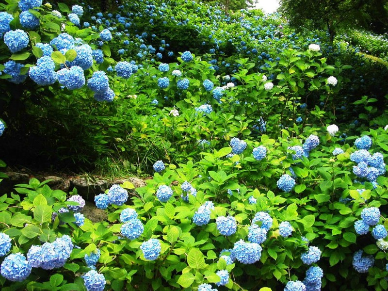 绣球花壁纸 绣球花壁纸 绣球花图片 绣球花素材 植物壁纸 植物图库 植物图片素材桌面壁纸