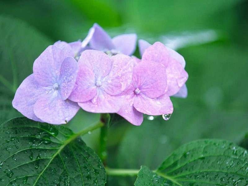 绣球花壁纸 绣球花壁纸 绣球花图片 绣球花素材 植物壁纸 植物图库 植物图片素材桌面壁纸