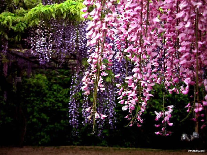 紫藤壁纸 紫藤壁纸 紫藤图片 紫藤素材 植物壁纸 植物图库 植物图片素材桌面壁纸